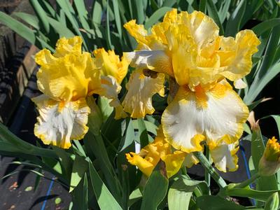 Iris germanica 'Fringe of Gold' - German Bearded Iris from Pleasant Run Nursery