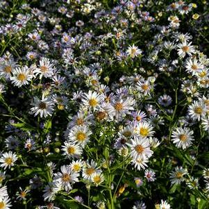 Aster novi-belgii 