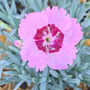 Dianthus hybrida Mountain Frost™ 'Ruby Snow'