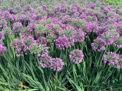 Allium x Lavender Bubbles - Ornamental Onion from Pleasant Run Nursery