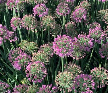 Allium x 'Lavender Bubbles' - Ornamental Onion from Pleasant Run Nursery