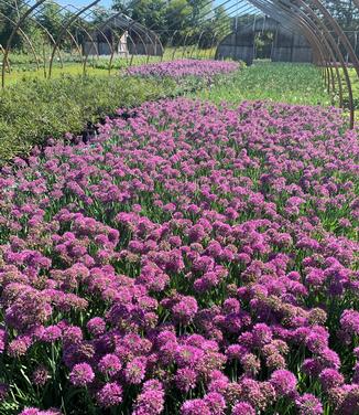 Allium x 'Lavender Bubbles' - Ornamental Onion from Pleasant Run Nursery