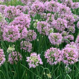 Allium x Pink Planet