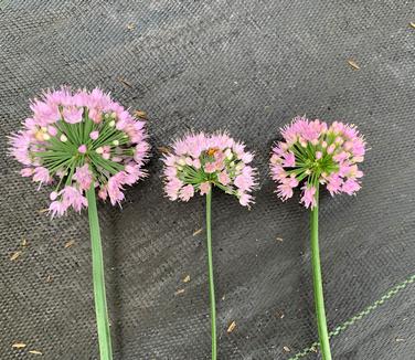 Allium x 'Pink Planet' - on left (much bigger flower)