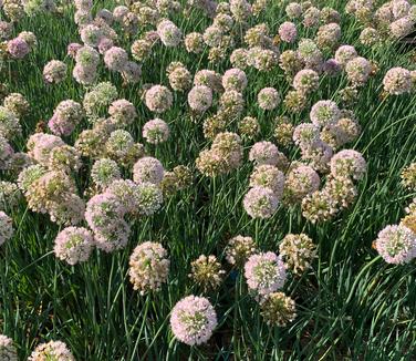Allium x 'Pink Planet' - Ornamental Onion from Pleasant Run Nursery