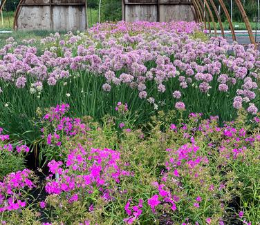 Allium x 'Pink Planet' - Ornamental Onion from Pleasant Run Nursery