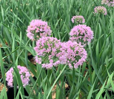 Allium x 'Pink Planet' - Ornamental Onion from Pleasant Run Nursery