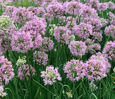 Allium x 'Pink Planet' - Ornamental Onion from Pleasant Run Nursery