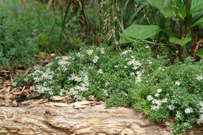 Aster ericoides Snow Flurry - Heath Aster (Photo: North Creek Nurseries)