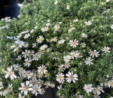 Aster ericoides Snow Flurry - Heath Aster (Photo: North Creek Nurseries)