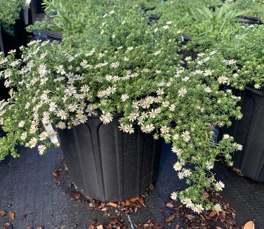 Aster ericoides 'Snow Flurry' - White Heath Aster from Pleasant Run Nursery