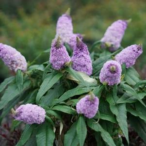 Buddleia x Pugster® Amethyst