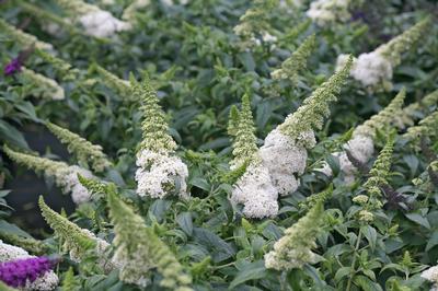 Buddleia x Pugster White - Butterfly Bush (Photo Proven Winners)