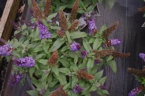 Buddleia x Pugster Blue®