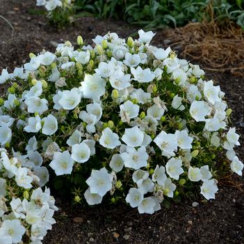 Campanula carpatica Rapido White - Bellflower (Photo Walters Gardens, Inc)