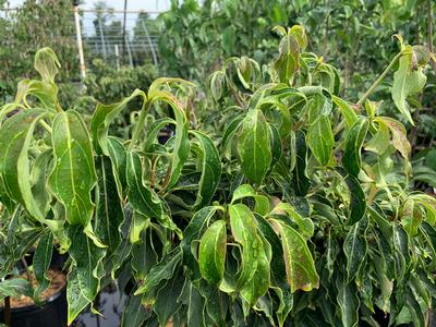 Cornus kousa 'Little Poncho' - Kousa Dogwood from Pleasant Run Nursery