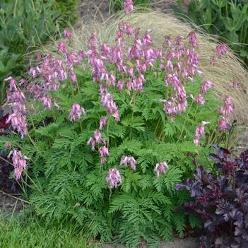 Dicentra eximia - Fringed Bleeding Heart (Photo Walters Gardens, Inc)