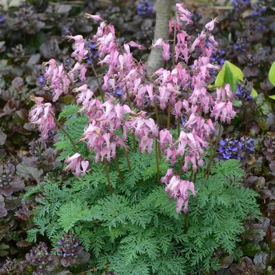 Dicentra eximia - Fringed Bleeding Heart (Photo Walters Gardens, Inc)