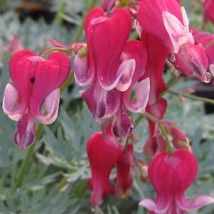 Dicentra x Burning Hearts