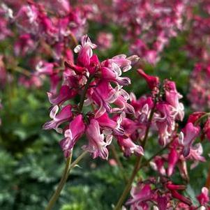 Dicentra x Pink Diamonds