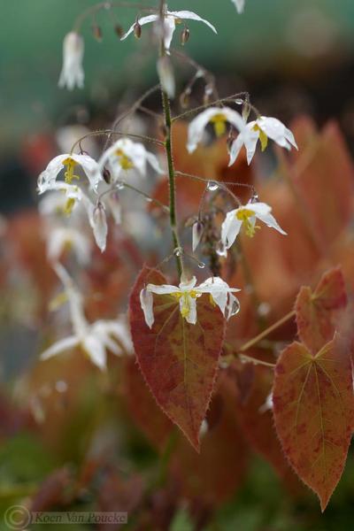 Epimedium stellulatum Wudang Star - Barrenwort from Pleasant Run Nursery