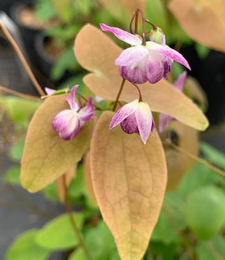 Epimedium x youngianum 'Merlin' - Young's Barrenwort from Pleasant Run Nursery