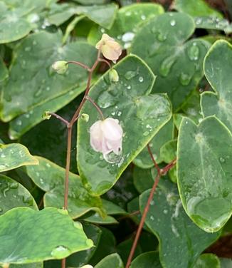 Epimedium x youngianum 'Merlin' - Young's Barrenwort from Pleasant Run Nursery