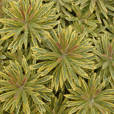 Euphorbia x 'martinii Ascot Rainbow' - Martin's Spurge (Photo Walters Gardens, Inc.)