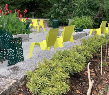 Euphorbia x martinii 'Ascot Rainbow' - Martin's Spurge from Pleasant Run Nursery