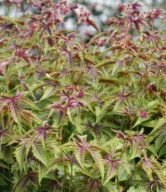 Filipendula rubra Red Umbrella - Queen of the Prairie (Photo Rijnbeek and Son)