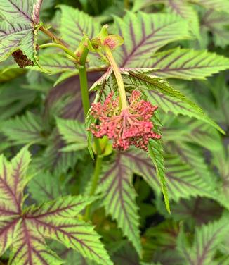 Filipendula x 'Red Umbrella' - Meadowsweet from Pleasant Run Nursery