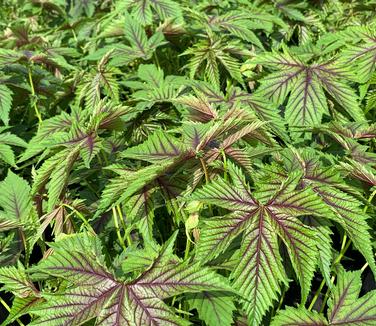 Filipendula x 'Red Umbrella' - Meadowsweet from Pleasant Run Nursery