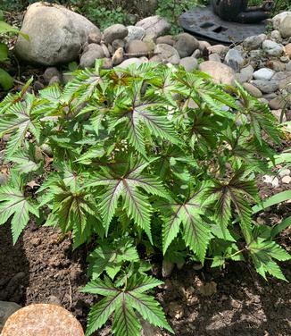 Filipendula x 'Red Umbrella' - Meadowsweet from Pleasant Run Nursery