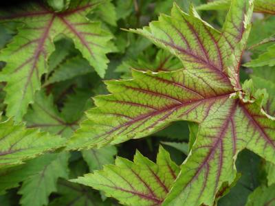 Filipendula rubra Red Umbrella - Queen of the Prairie (Photo Rijnbeek and Son)