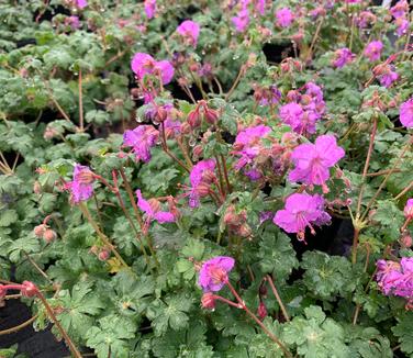 Geranium x cantabrigiense 'Karmina' - Cambridge Geranium from Pleasant Run Nursery