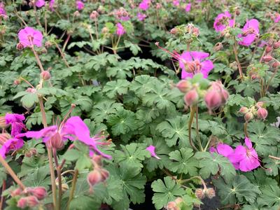 Geranium x cantabrigiense 'Karmina' - Cambridge Geranium from Pleasant Run Nursery