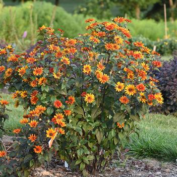 Heliopsis helianthoides var. scabra Bleeding Heart - False Sunflower (Photo Walters Gardens, Inc)