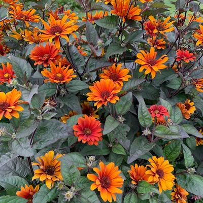 Heliopsis helianthoides var. scabra Bleeding Heart - False Sunflower (Photo Walters Gardens, Inc)