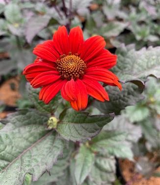 Heliopsis helianthoides var. scabra 'Bleeding Hearts' - False Sunflower from Pleasant Run Nursery