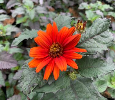 Heliopsis helianthoides var. scabra 'Bleeding Hearts' - False Sunflower from Pleasant Run Nursery