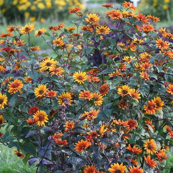 Heliopsis helianthoides var. scabra Bleeding Heart - False Sunflower (Photo Walters Gardens, Inc)