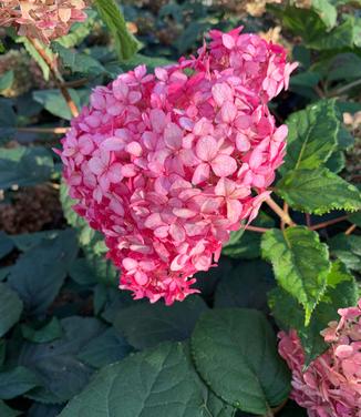 Hydrangea arborescens 'Invincibelle® 'Ruby'' - Smooth Hydrangea from Pleasant Run Nursery