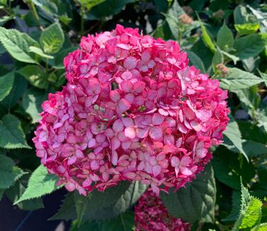 Hydrangea arborescens Invincibelle 'Ruby' - Smooth Hydrangea from Pleasant Run Nursery