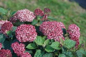 Hydrangea arborescens Invincibelle Garnetta®