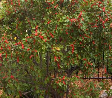 Ilex verticillata Wildfire - Winterberry Holly (Photo Bailey's Nursery)