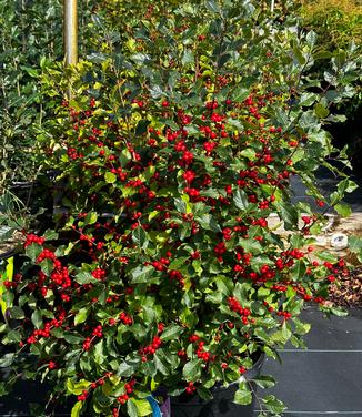 Ilex verticillata Wildfire™ - Winterberry Holly from Pleasant Run Nursery