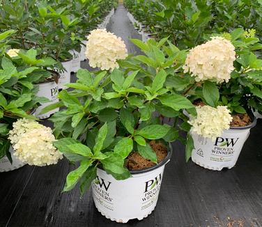 Hydrangea paniculata Fire Light Tidbit® - Hardy Hydrangea from Pleasant Run Nursery