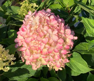 Hydrangea paniculata Fire Light Tidbit® - Hardy Hydrangea from Pleasant Run Nursery