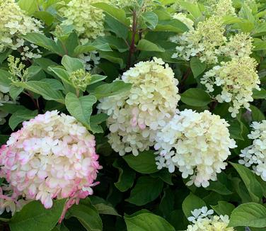 Hydrangea paniculata Fire Light Tidbit' - Hardy Hydrangea from Pleasant Run Nursery