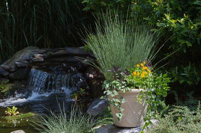 Juncus inflexus Blue Arrows - Blue Rush (Photo: Hoffman Nursery)